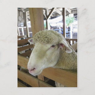 Wooly Sheep Postcard