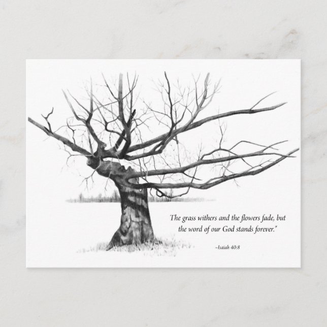 Word Of God Forever: Gnarled Tree in Pencil Postcard (Front)
