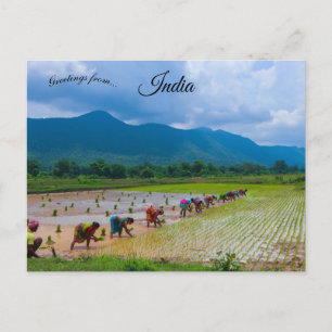 Workers in a Rice Paddy in Odisha India Postcard