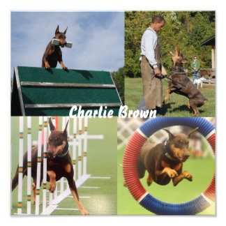 Working Dog Photo Print