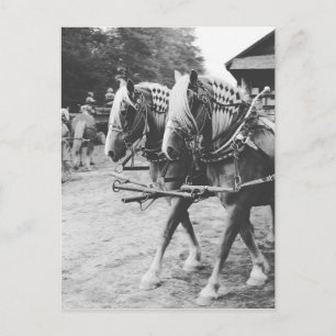 Working Draught Horses in Black and White Postcard