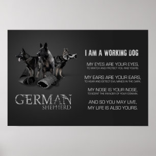 Working German Shepherd Dog  - GSD Poster