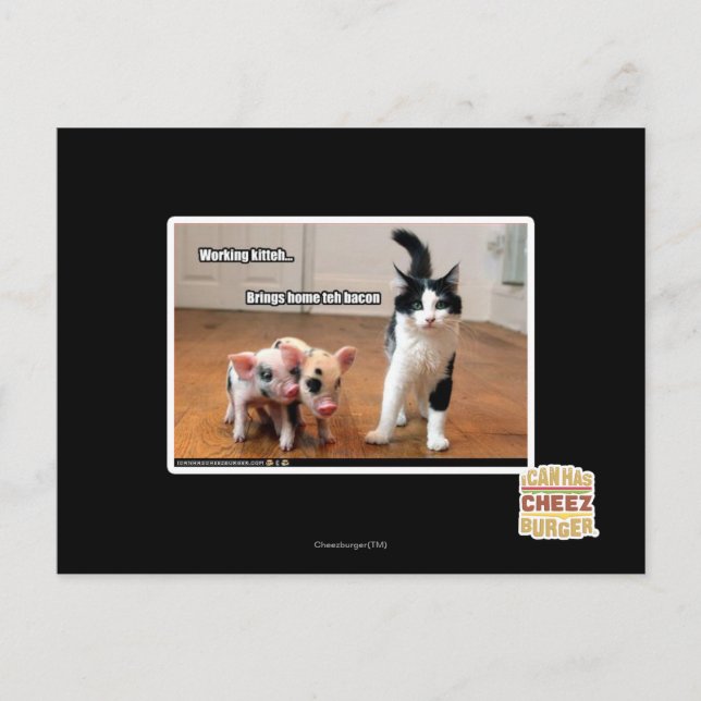 Working kitteh postcard (Front)