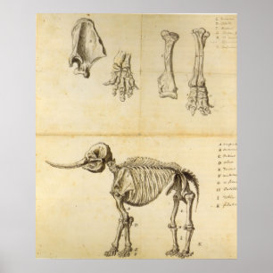 Working Sketch of the Mastodon Poster