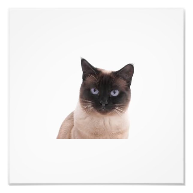 world best cute cat photo print (Front)