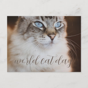 world Cat Day Postcard