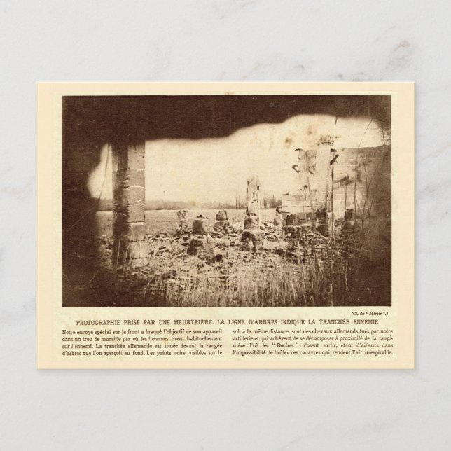 World War I, France, Trees mark enemy trenches Postcard (Front)