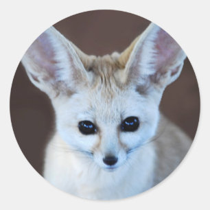 Worlds Cutest Fennec Fox Classic Round Sticker
