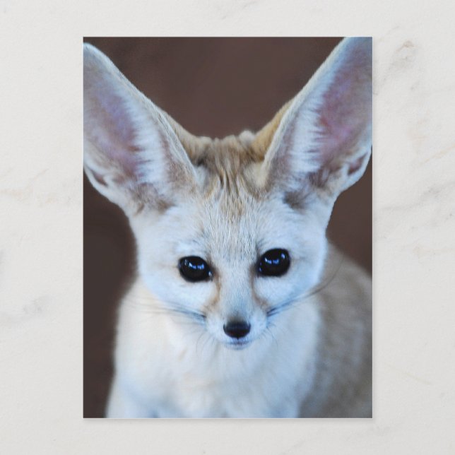 Worlds Cutest Fennec Fox Postcard (Front)