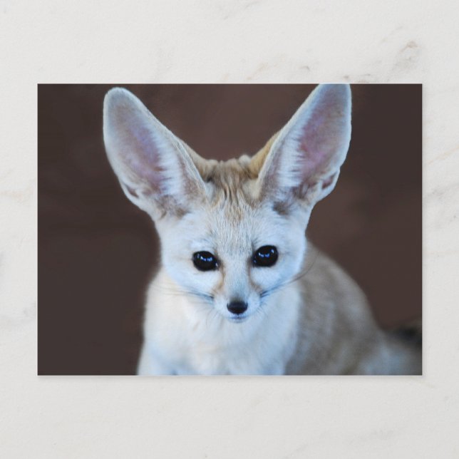 Worlds Cutest Fennec Fox Postcard (Front)
