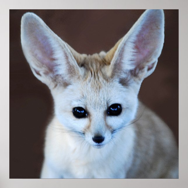 Worlds Cutest Fennec Fox Poster (Front)