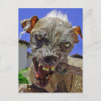 World's Ugliest Dog