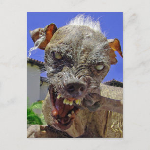 World's Ugliest Dog Postcard