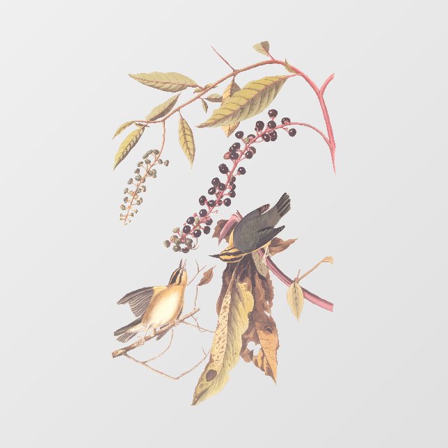 Worm-Eating Warbler Audubon songbird (Sheet)