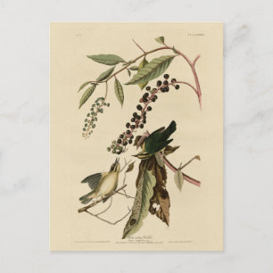 Worm eating Warbler - Audubon's Birds of America Postcard