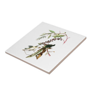 Worm eating Warbler John Audubon Birds of America Ceramic Tile
