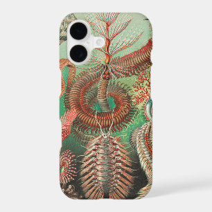 Worms, Annelids Chaetopoda by Ernst Haeckel