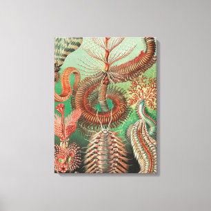 Worms, Annelids Chaetopoda by Ernst Haeckel Canvas Print
