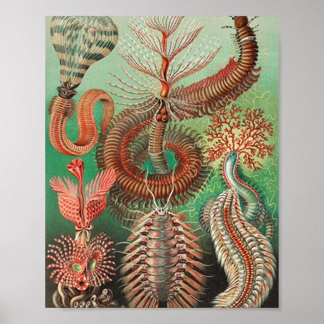Worms, Annelids Chaetopoda by Ernst Haeckel Poster (Front)