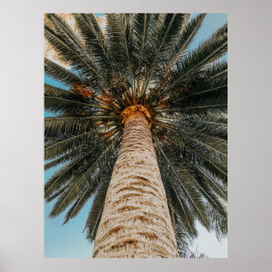 Worm's eye view of a coconut tree poster