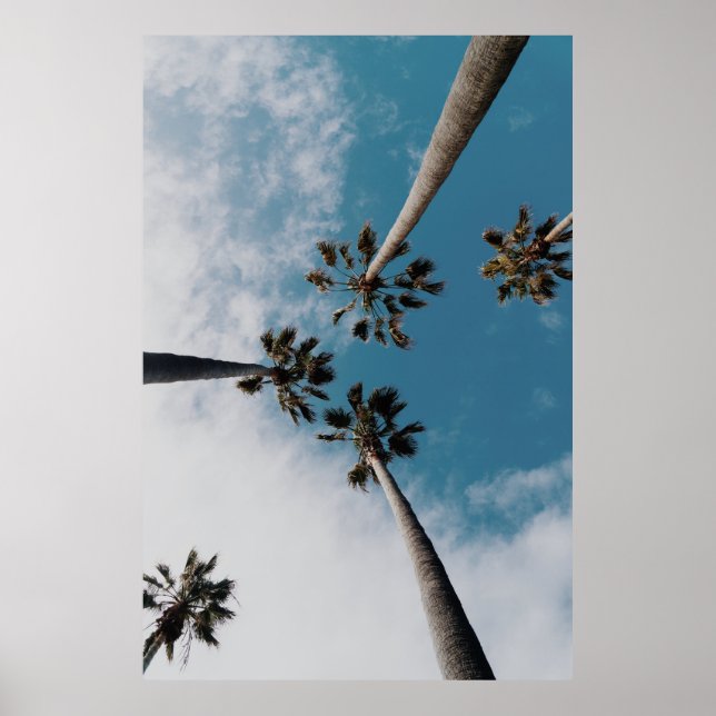 Worms eyeview photography of coconut trees poster (Front)