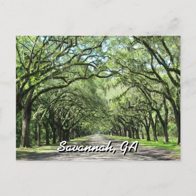 Wormsloe Plantation Savannah Postcard (Front)