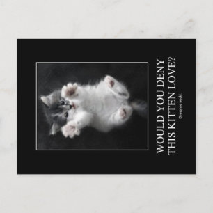 Would you deny this kitten love? Postcard