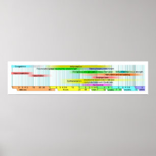 Wound Healing Phases Diagram Poster