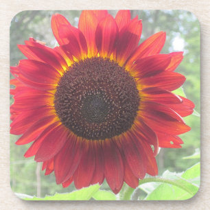 Wowee Sunflower Coaster! Coaster