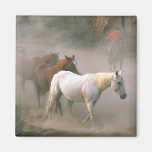 Wrangler with horses magnet