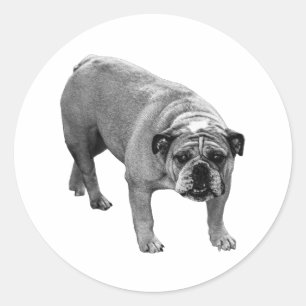 Wrap Seal Bulldog