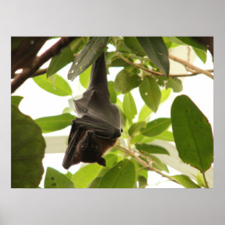 Wraped Up Fruit Bat Poster