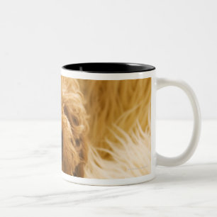 Wrapped up Poodle Two-Tone Coffee Mug