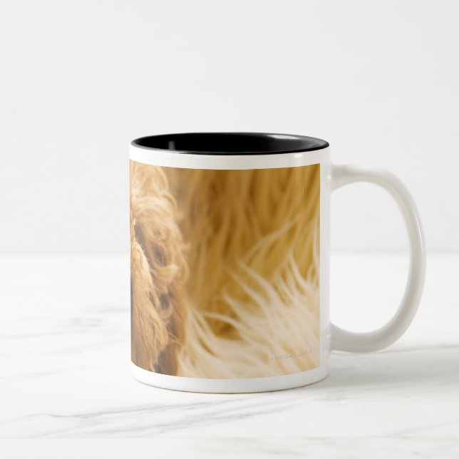 Wrapped up Poodle Two-Tone Coffee Mug (Right)