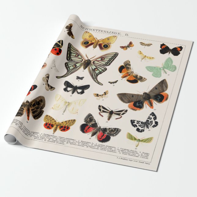 WRAPPING PAPER : ANTIQUE BUTTERFLY AND MOTH CHART (Unrolled)