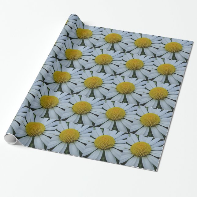Wrapping paper white Chrysanthemum (Unrolled)