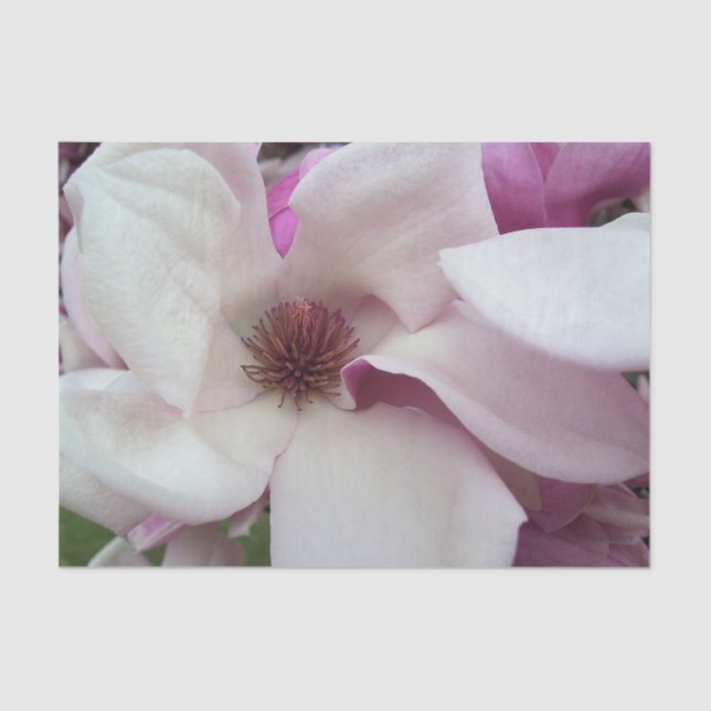 Wrapping Tissue - Saucer Magnolia Bloom Paper (Front)