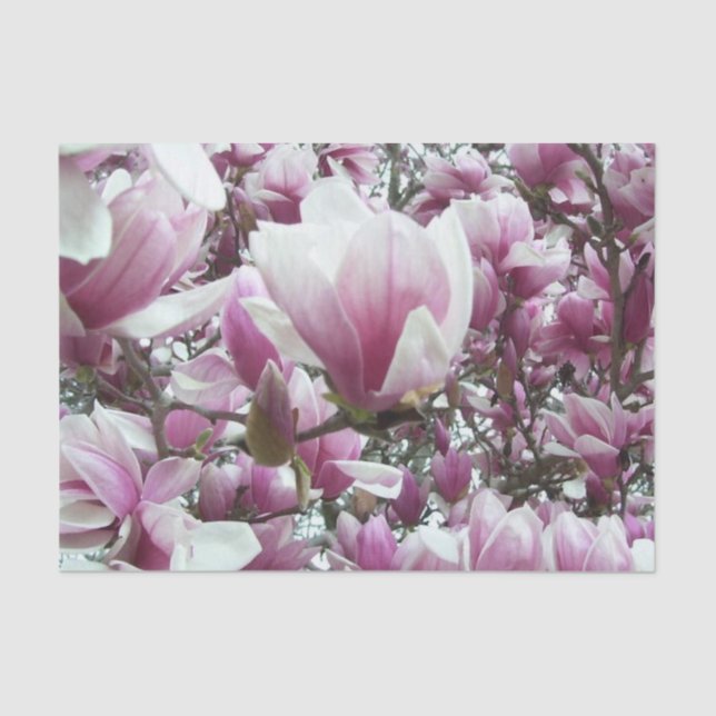 Wrapping Tissue - Saucer Magnolia Paper (Front)