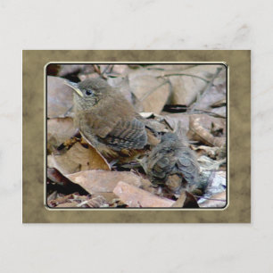 Wren Baby Bird Postcard