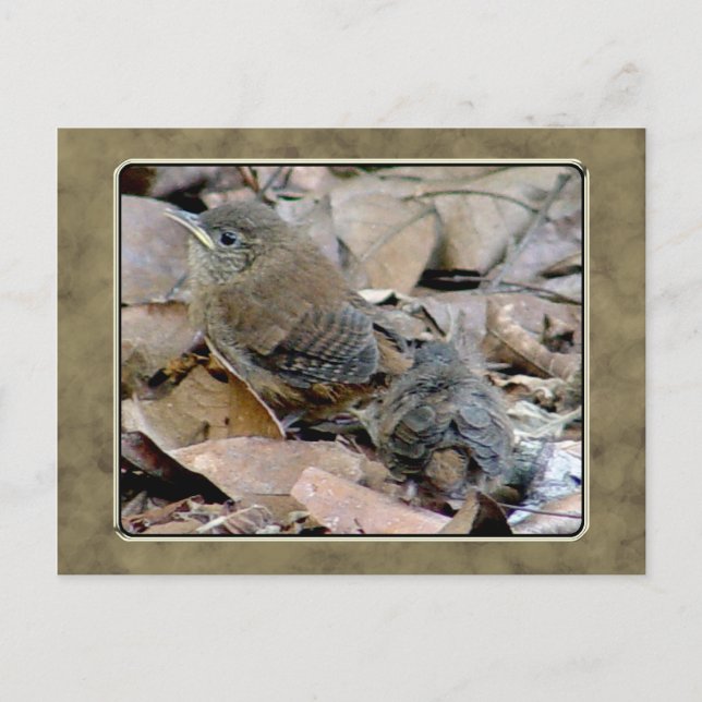 Wren Baby Bird Postcard (Front)