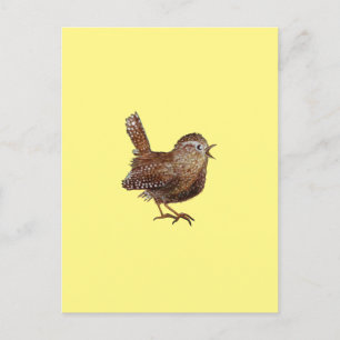 Wren Bird (Troglodytes Troglodytes)  Postcard
