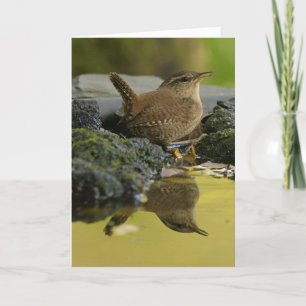 Wren Card