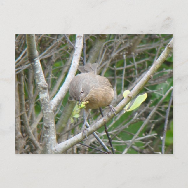 Wrentit postcard (Front)