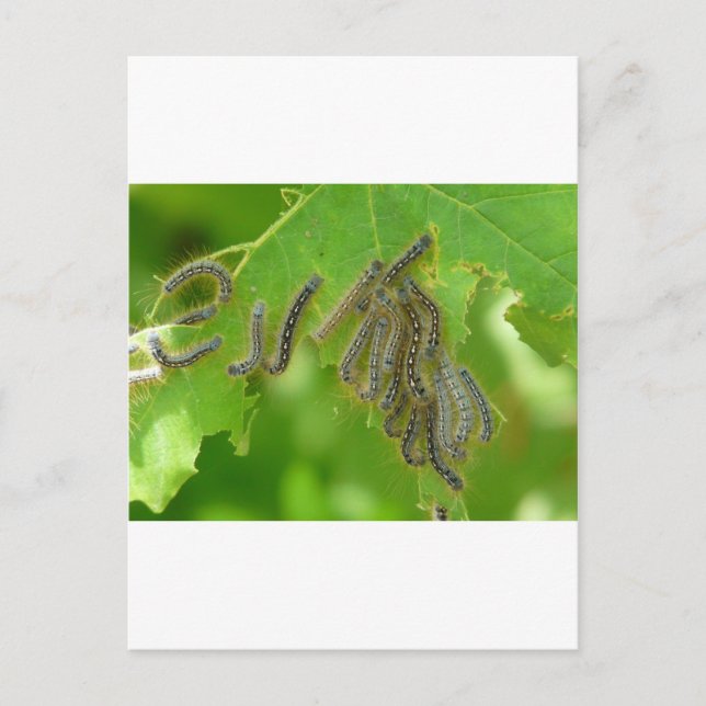 wriggling caterpillars postcard (Front)