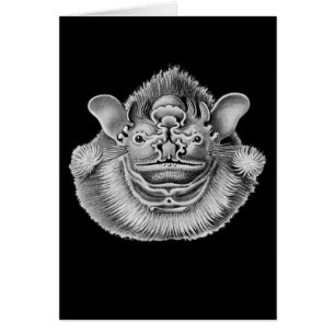 Wrinkle-faced Bat
