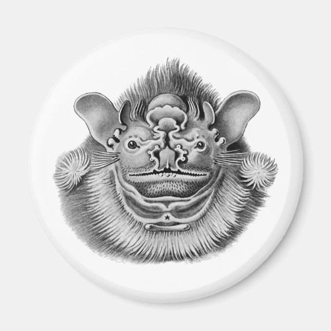 Wrinkle-faced Bat Magnet (Front)