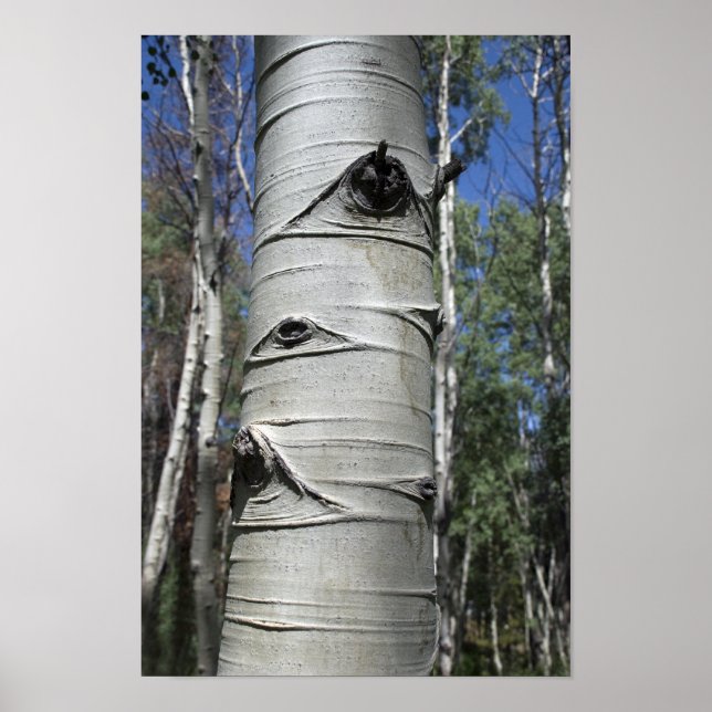 Wrinkled Colorado Aspen Tree Poster (Front)