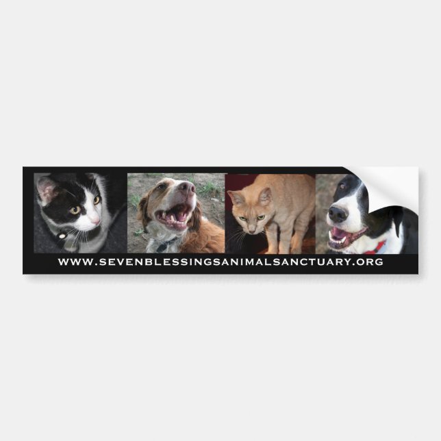 www.sevenblessingsanimalsanctuary.org bumper sticker (Front)