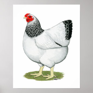 Wyandotte:  Columbian Hen Poster