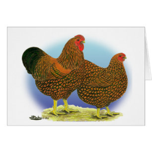 Wyandotte: Golden-laced Pair